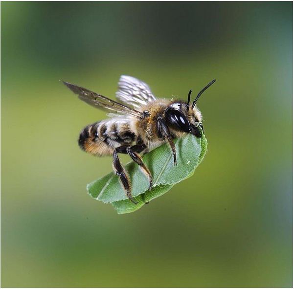 گالری تصاویر زنبور عسل | عسل طبیعی گل افراز